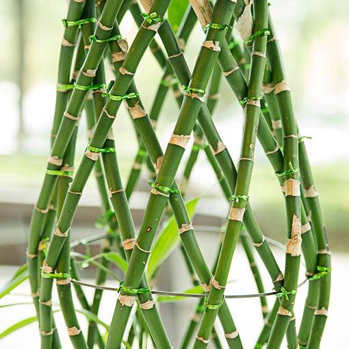 image of bamboo plant